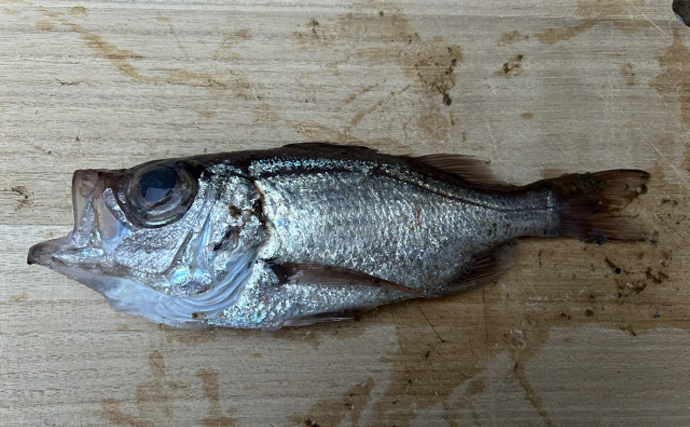 「メバルじゃないメバルに魚ですらないカサゴ」　呼ばれ方で勘違いされやすい生き物たち