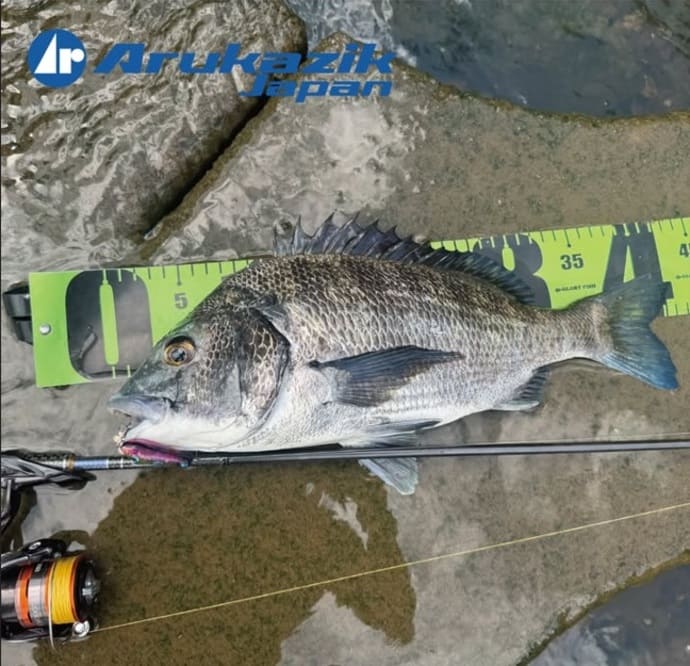 相模湾マグロ祭り開始？　今季初＜モンスター級60kg超のキハダ＞キャッチ【全国の釣果速報6選】