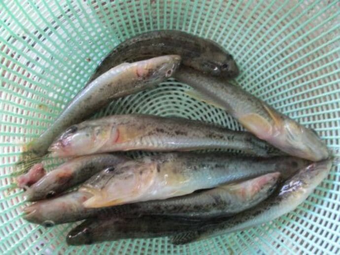 ＜福岡県宗像市＞サゴシ＆ヤズ接岸でショアジギング好機到来！【全国の釣果速報4選】