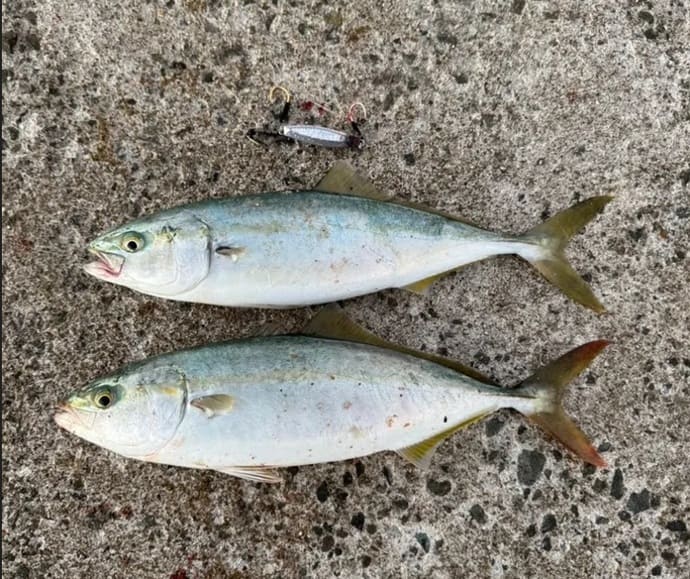 ＜福岡県宗像市＞サゴシ＆ヤズ接岸でショアジギング好機到来！【全国の釣果速報4選】