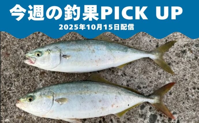＜福岡県宗像市＞サゴシ＆ヤズ接岸でショアジギング好機到来！【全国の釣果速報4選】