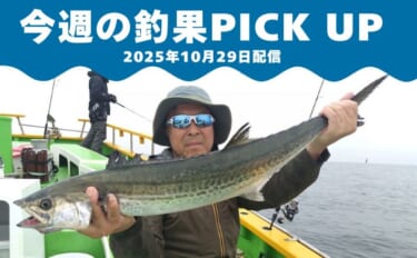 脂ノリノリのサワラ＆サゴシ船中21匹！東京湾ルアーサワラ期間限定で出船…