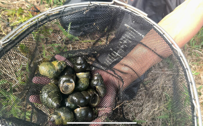 「間違えないで！」 在来種の『オオタニシ』は外来生物『ジャンボタニシ』よりずっと美味