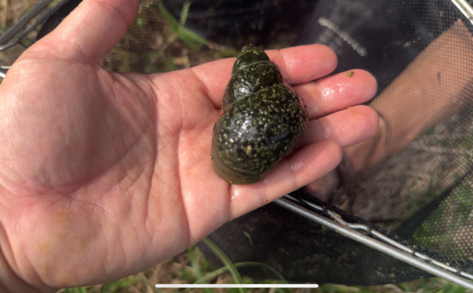 「間違えないで！」 在来種の『オオタニシ』は外来生物『ジャンボタニシ』よりずっと美味