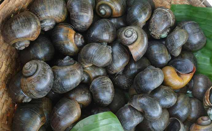 「間違えないで！」 在来種の『オオタニシ』は外来生物『ジャンボタニシ』よりずっと美味