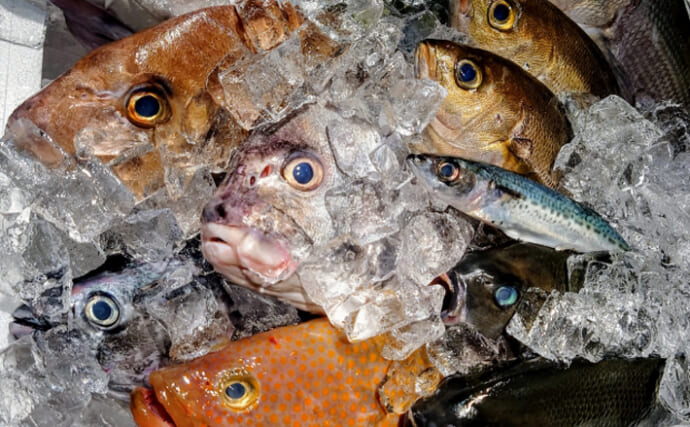 「魚の生臭さ」の基準は国によって様々　原因となる物質自体が異なる？