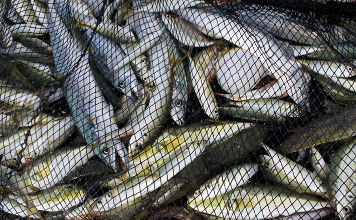 「魚の生臭さ」の基準は国によって様々　原因となる物質自体が異なる？