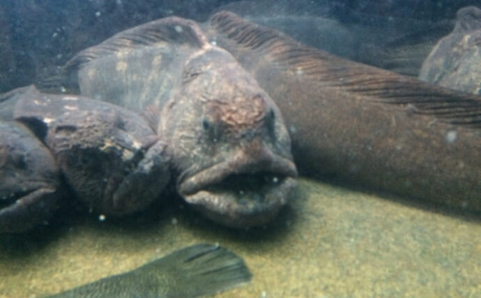 見た目が「ゴジラ」のような『オオカミウオ』を食べてみた　生食はイマイチか？