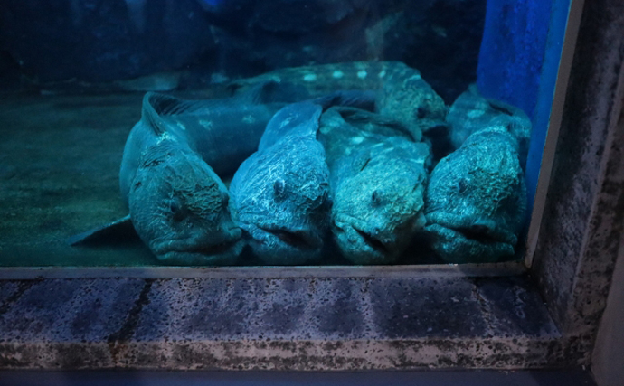 見た目が「ゴジラ」のような『オオカミウオ』を食べてみた　生食はイマイチか？