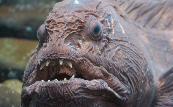 見た目が「ゴジラ」のような『オオカミウオ』を食べてみた　生食はイマイチか？