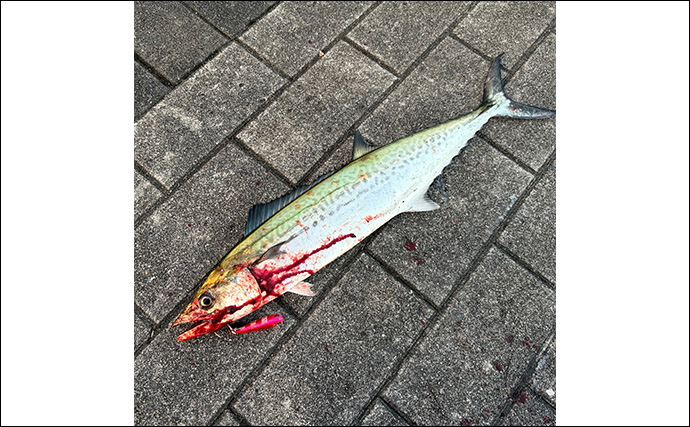 11月〜1月の陸っぱりルアー釣りは「ライトゲーム」がオススメ