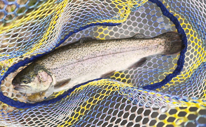 再オープン直後の『日本ラインマス釣り場』で終了間際に覚醒モード到来！【岐阜】