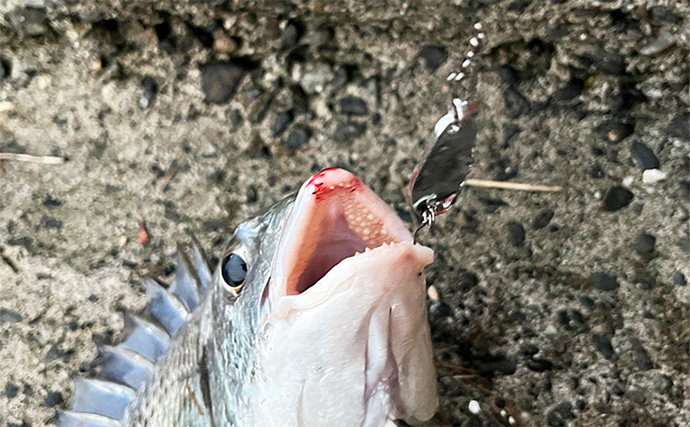 浜名湖ルアーフィッシングで37cmキビレをキャッチ！ ダイソースプーンただ巻きにヒット