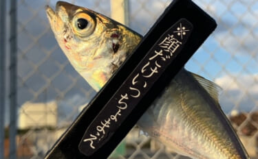 夕マヅメのサビキ釣りで小アジ23匹【大阪南港魚つり園】小型でも脂乗りは…