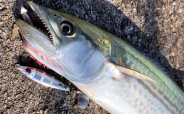 「サゴシ回遊は終盤戦か」大阪南港魚つり園でのショアジギ釣行でなんとかサ…