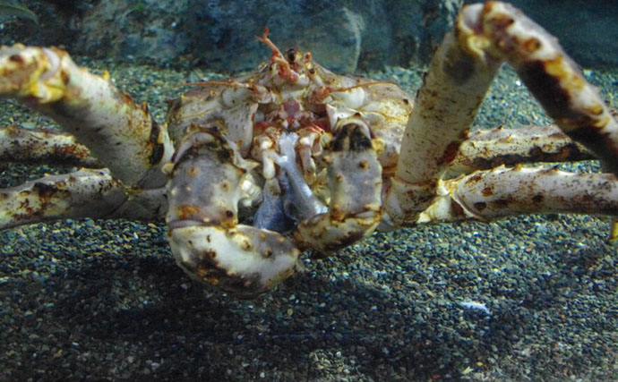 極寒の世界に住む哺乳類は巨大化する？　北極海にいるユニークな生き物たちを紹介