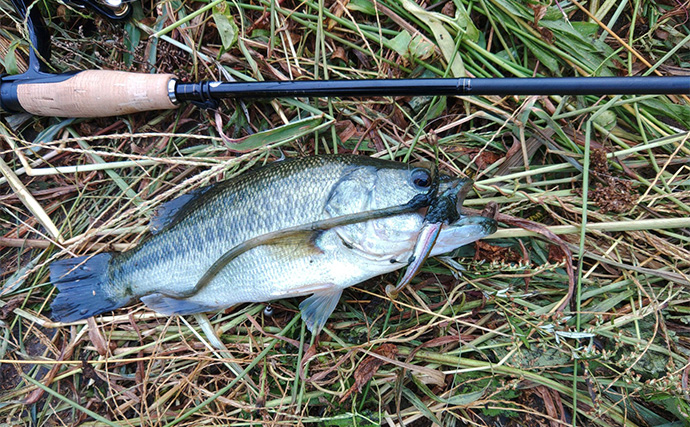 メジャーフィールド「紀の川」でバスフィッシング堪能【和歌山】50cm級バスを狙い撃つ！