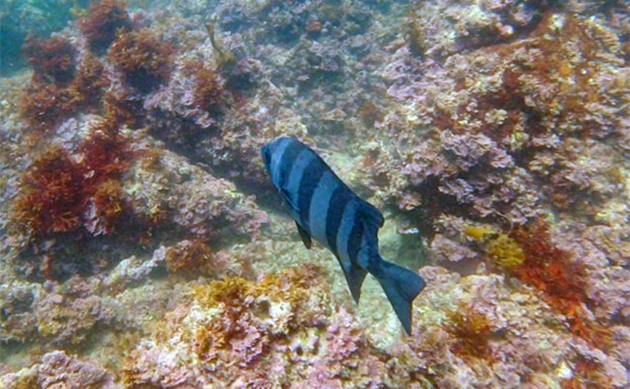 VTuber『うおむすめ』が磯採集に挑戦！ タイドプールの見釣りで小魚連発に大喜び