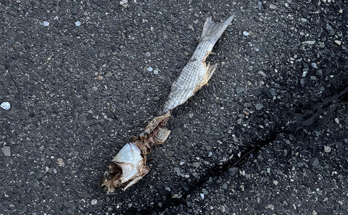 ボラがジャンプしていたら本命は釣れない？　周囲のフィッシュイーター有無のヒントに