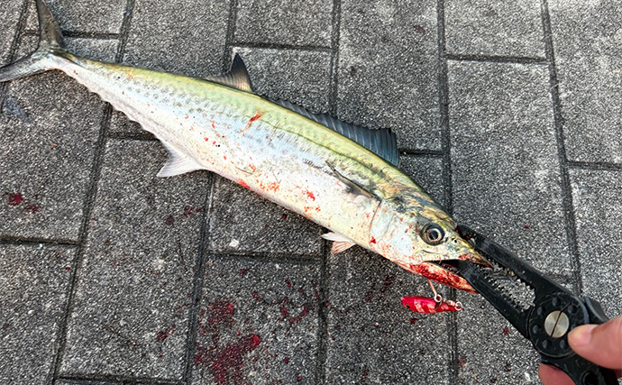 ライトショアジギング（LSJ）に適したPEラインの太さは何号？　状況ごとの選び方を解説