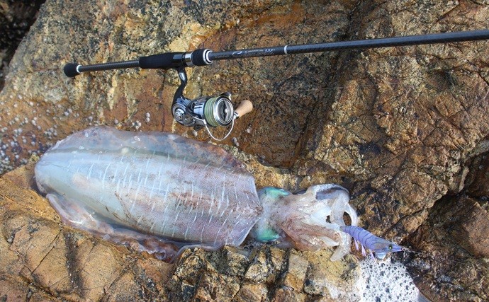 「エギングのロッド選びはややこしい？」シーズン×フィールドごとの課題に合わせてみよう