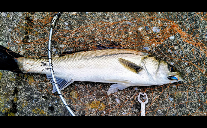 「スモールルアーの可能性は無限大！」小型ルアーでセイゴやフッコの数釣りを楽しもう