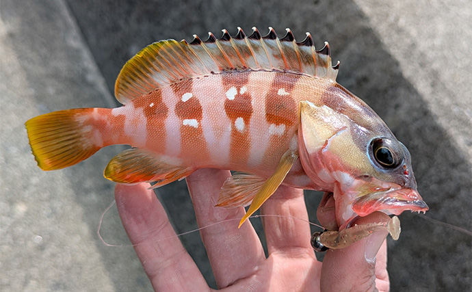 ラン＆ガンルアーゲームで6魚種＆良型ガシラ27cmを手中【三重】根魚30匹超えの充実釣果に