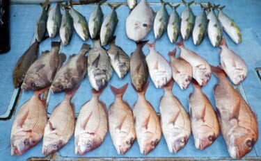 【沖釣り釣果速報】大物乗合船でマダイ筆頭にカンパチ・ハマチがズラリ！竿…