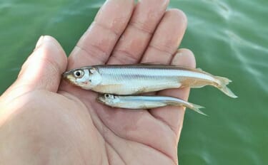 芦ノ湖のボートワカサギ釣りで667尾達成！【神奈川】最大11.5cm＆…