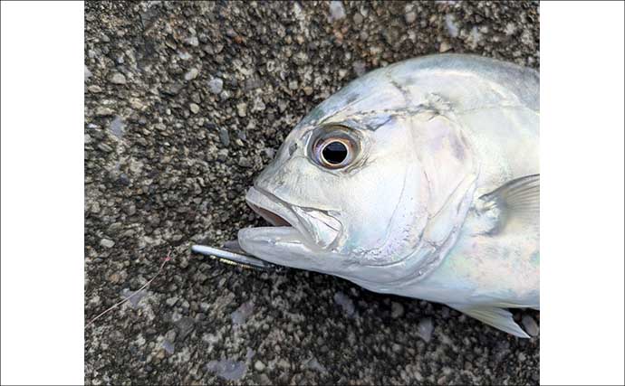 南伊勢のライトソルト五目ゲームで9種目制覇！【三重】港内で27cmメッキ＆37cmシオも登場