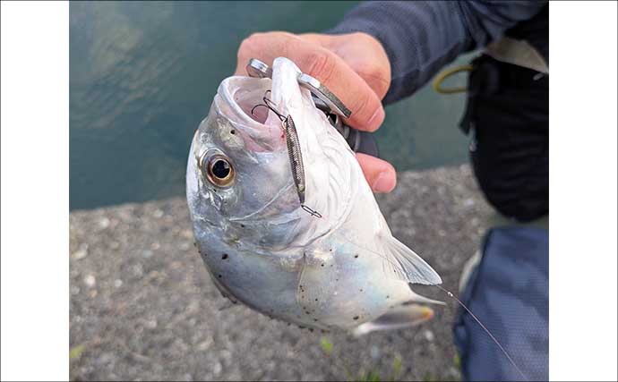 南伊勢のライトソルト五目ゲームで9種目制覇！【三重】港内で27cmメッキ＆37cmシオも登場