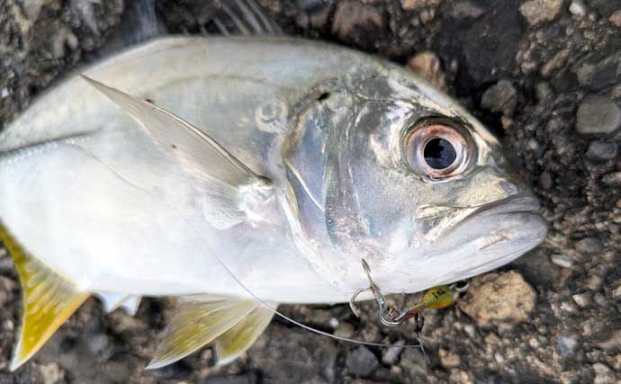 南伊勢のライトソルト五目ゲームで9種目制覇！【三重】港内で27cmメッキ＆37cmシオも登場