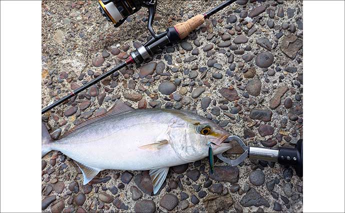 南伊勢のライトソルト五目ゲームで9種目制覇！【三重】港内で27cmメッキ＆37cmシオも登場