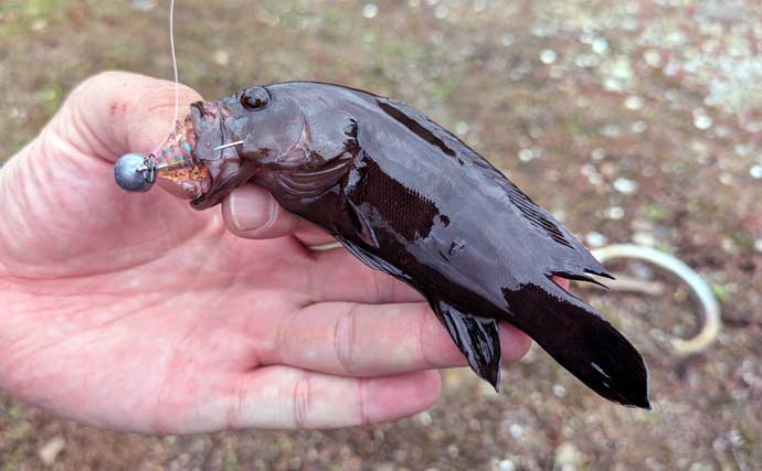 南伊勢のライトソルト五目ゲームで9種目制覇！【三重】港内で27cmメッキ＆37cmシオも登場