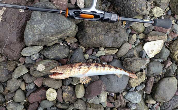 南伊勢のライトソルト五目ゲームで9種目制覇！【三重】港内で27cmメッキ＆37cmシオも登場