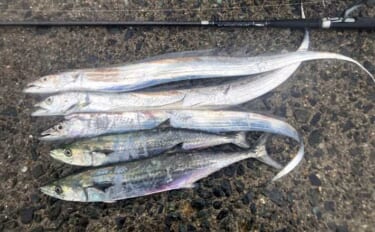 志賀島のワインドゲームで指4本幅タチウオ＆サゴシ連発！【福岡】雨中でも…