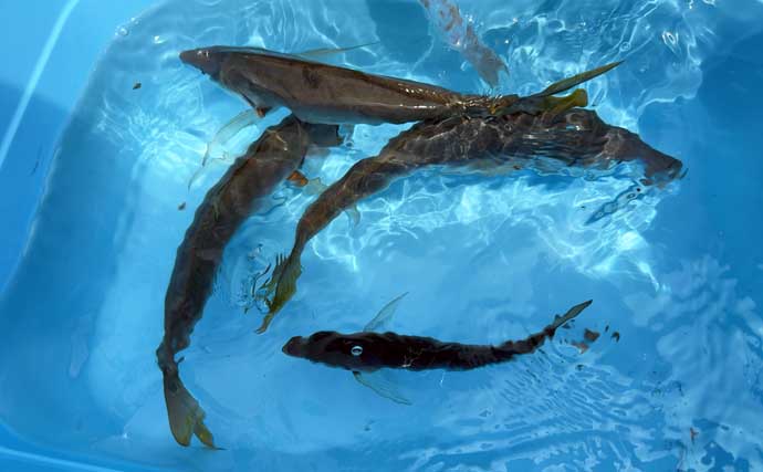 「下限は厳守で上限は目安！」シマアジ釣りにおける【指示ダナ】の考え方と魚を喰わせるコツとは？