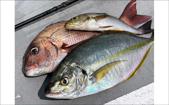「下限は厳守で上限は目安！」シマアジ釣りにおける【指示ダナ】の考え方と魚を喰わせるコツとは？