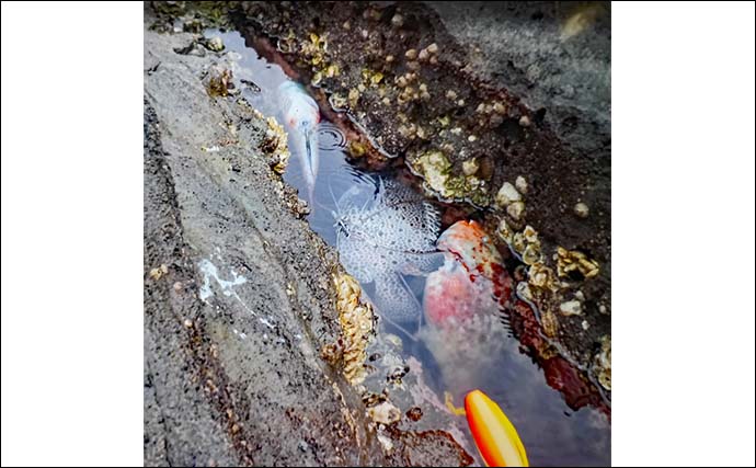 「潮変わりで状況一変！」沖磯の石物釣りで1kg超えイシガキダイやゲストのブダイを好捕【神奈川】