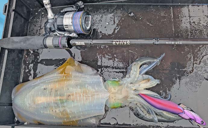 ティップランエギング入門ガイド【神奈川・真鶴】秋の相模湾で始める最初の一歩