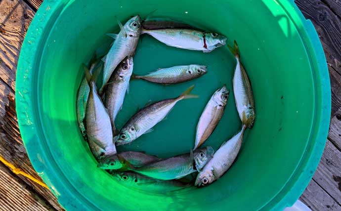 迫間浦のイカダ釣行でエギングと五目釣りを1日で満喫！【三重】アオリ8匹＆アジ25匹の好釣果