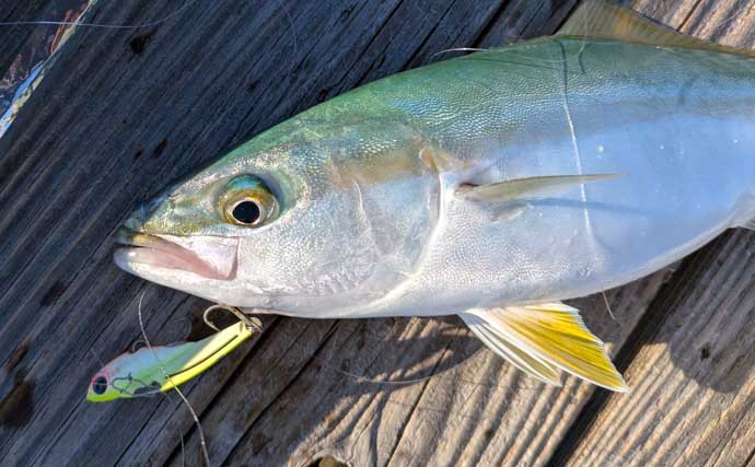 迫間浦のイカダ釣行でエギングと五目釣りを1日で満喫！【三重】アオリ8匹＆アジ25匹の好釣果