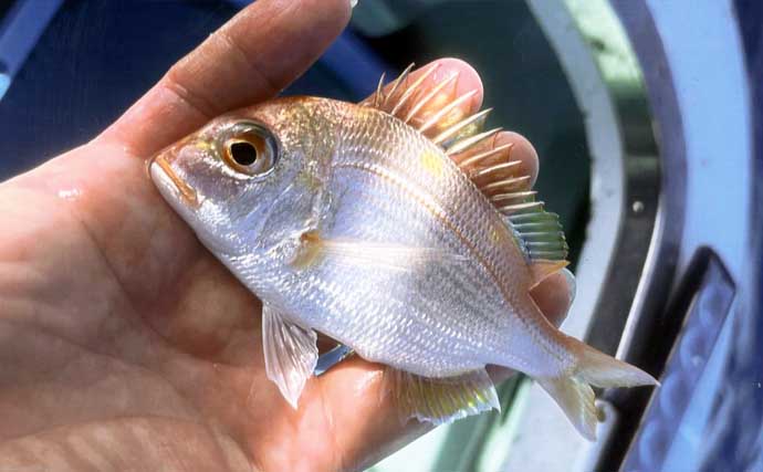 相良沖の底物五目釣りで35cmシロアマダイ手中！【静岡】アマダイ8匹＆キダイも50匹超え