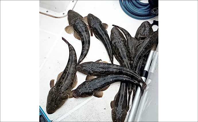 【沖のルアー釣果速報】伊勢湾のオフショアゲームでサワラ連発＆マゴチ船中20匹と絶好調！（愛知）