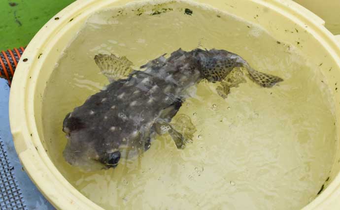 伊良湖沖のカットウ釣りで良型ヒガンフグ＆カワハギ続々【愛知】船宿の身欠き処理で持ち帰りも安心