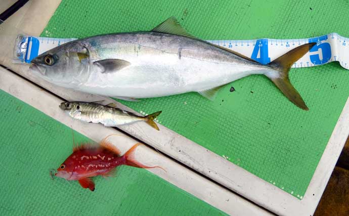 船の青物五目釣りの基本と攻略法　落とし込みサビキ＆天ビン仕掛けの実践テクを徹底解説