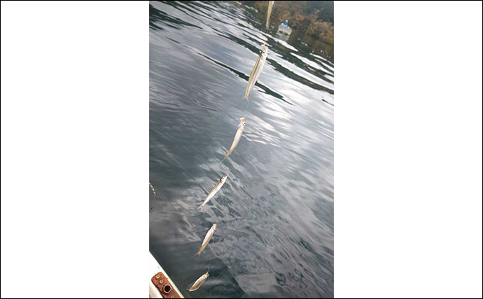 西湖のボートワカサギ釣りで良型交じりに183尾キャッチ！【山梨】群れを追って晩秋の湖を攻略
