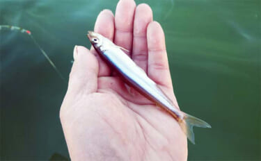 西湖のボートワカサギ釣りで良型交じりに183尾キャッチ！【山梨】群れを…