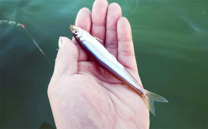 西湖のボートワカサギ釣りで良型交じりに183尾キャッチ！【山梨】群れを追って晩秋の湖を攻略