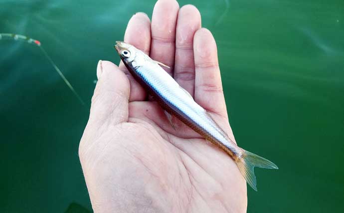 西湖のボートワカサギ釣りで良型交じりに183尾キャッチ！【山梨】群れを追って晩秋の湖を攻略